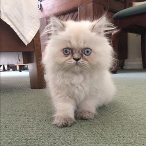 Meet your Posher, Heather